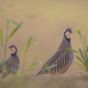 fnc_gest_galliformes105.jpg