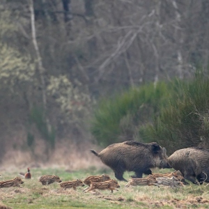 Leducb3Avril2009_288f.jpg